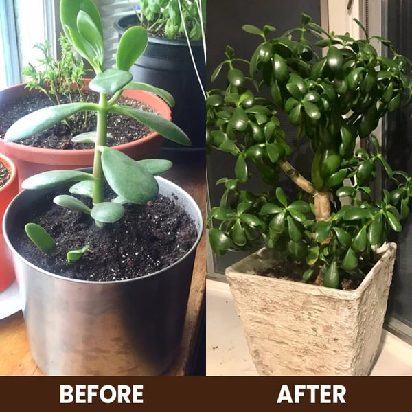 🏆75K+ SOLD! 🌳Soil Pro Activator